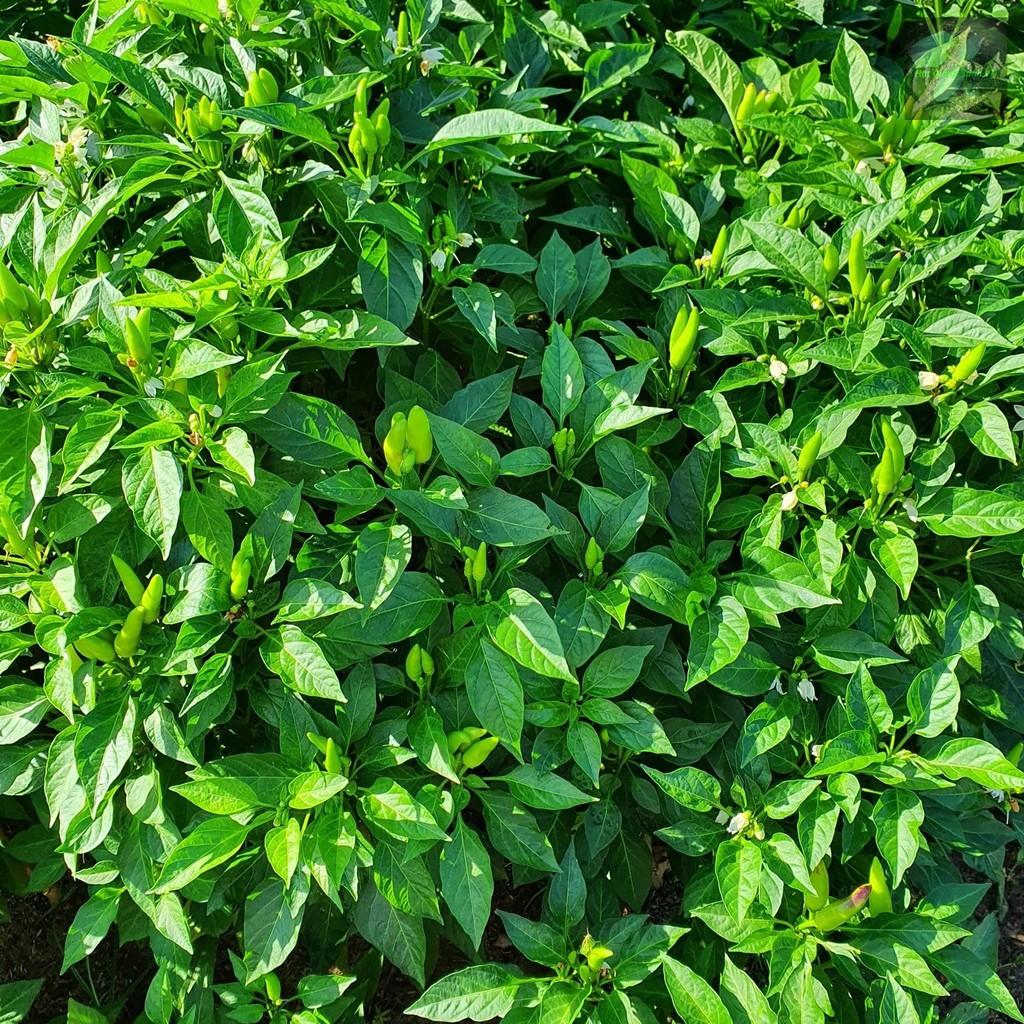 Hạt giống ớt xiêm Rado, đóng gói 0.2gr