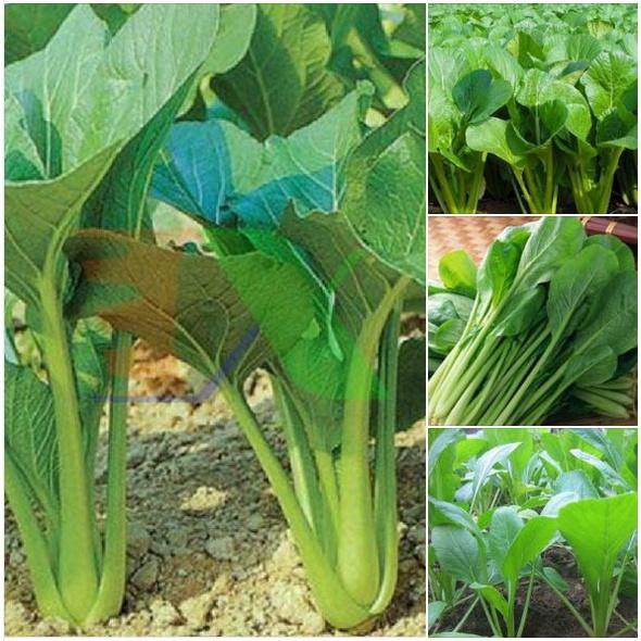 Hạt giống rau Cải ngọt cọng xanh - 1 gói 20gr