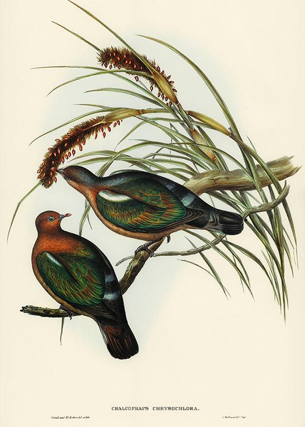 Tranh canvas vintage  - Chim cu xanh Olax (Chalcophaps chrysochlora) - BVT-10