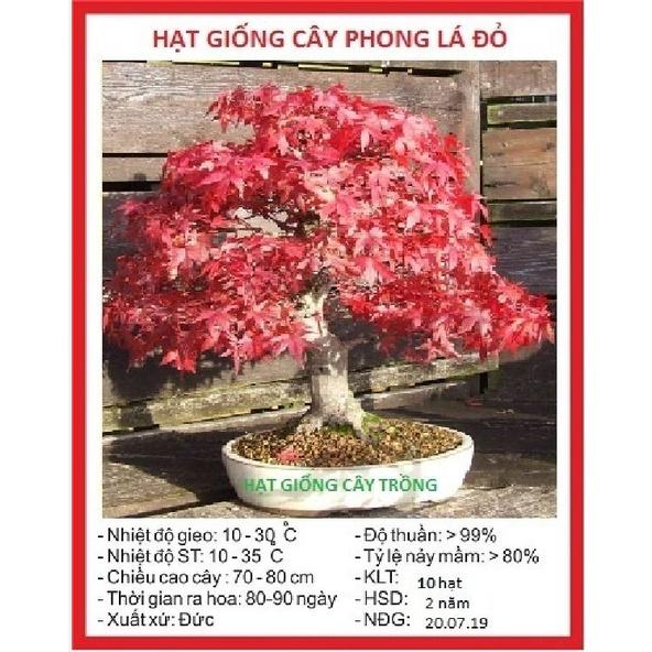 Combo 2 gói Hạt giống cây Phong Lá Đỏ Nhật Bản-gói 10 hạt/tặng kèm gói phân bón lót