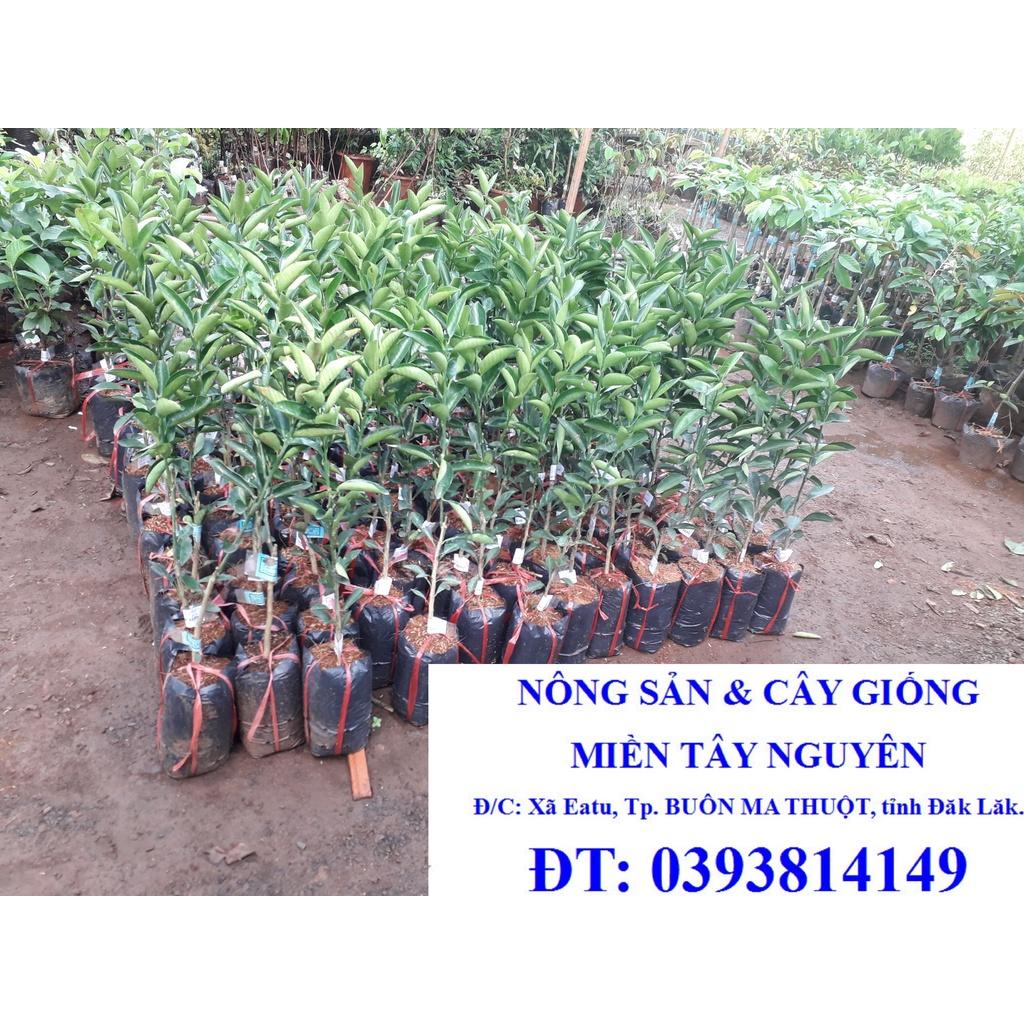 Cây giống Cam sành ghép cho quả sớm. )