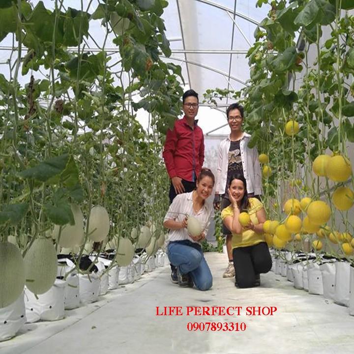 1kg Túi trồng cây 40cmx40cm, trồng dưa lưới, trồng cây ăn trái, rau màu loại to ( kích thước chưa bung ra là 60cmx40cm)