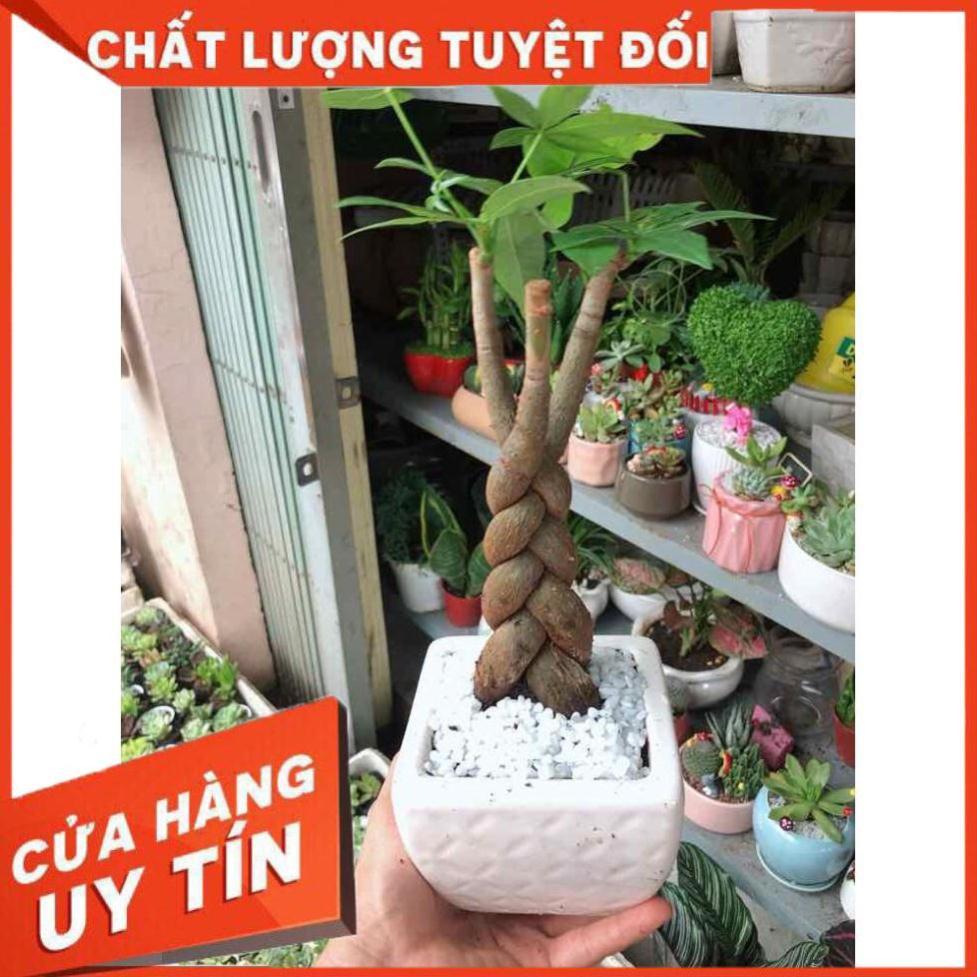 Chậu kim ngân thắt bím 3 thân Nhiều Người Mua