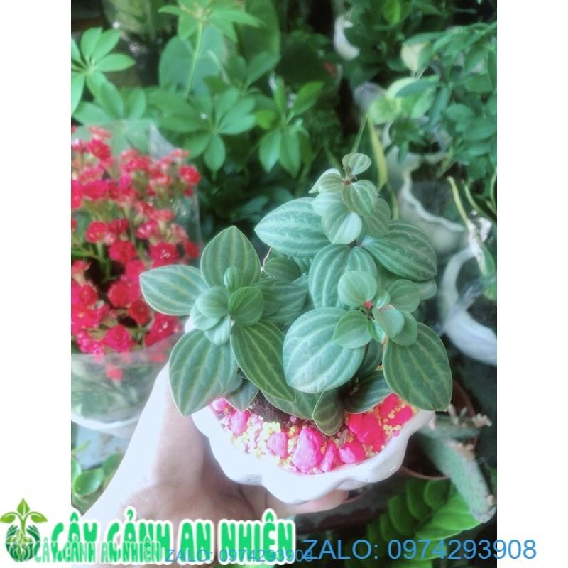 Chậu Cây Hột Xoàn