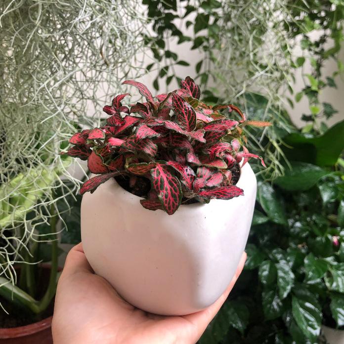 Cây Cẩm Nhung - Fittonia - Lá May Mắn