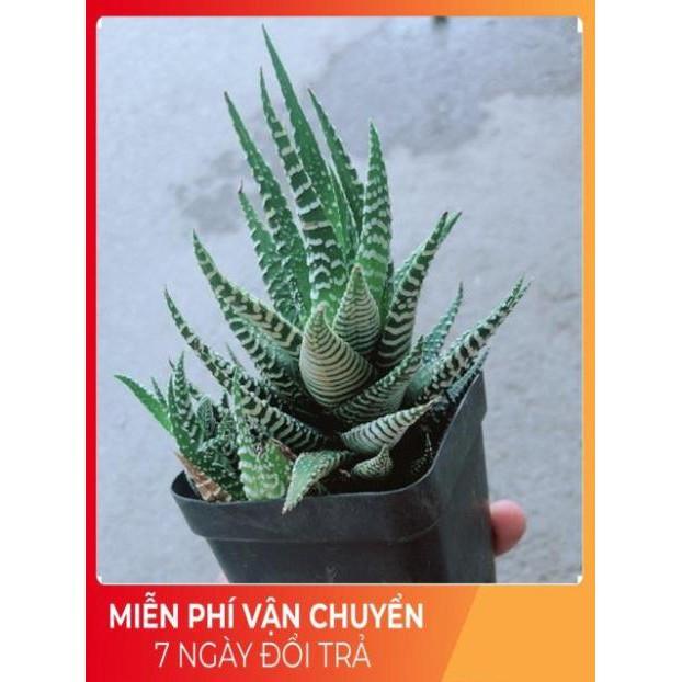 Xương Rồng Móng Rồng