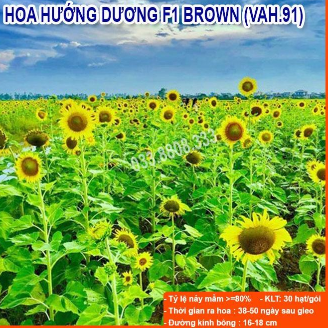 Hạt Giống Hoa Hướng Dương Vàng Cao -Dễ Trồng Dễ Chăm Sóc