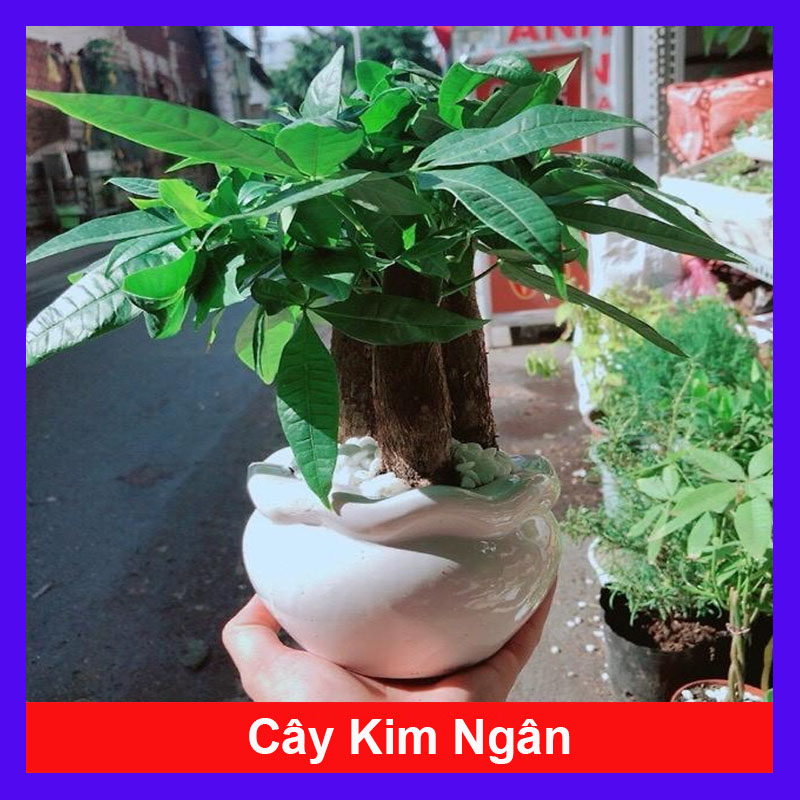 Cây kim ngân 3 thân- Tam lộc 