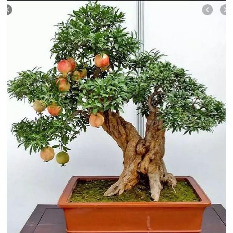 Hạt Giống Lựu Đỏ Đậm Lùn F1 - 10 hạt/gói
