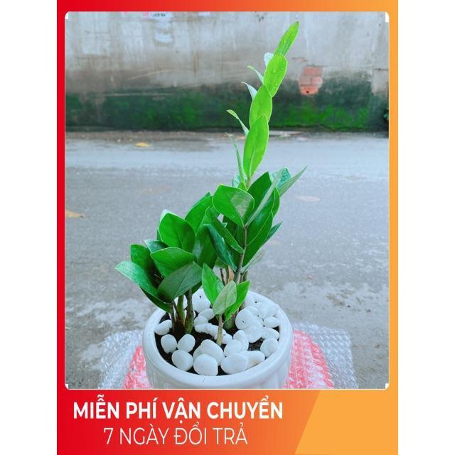 Chậu Kim Tiền Thái