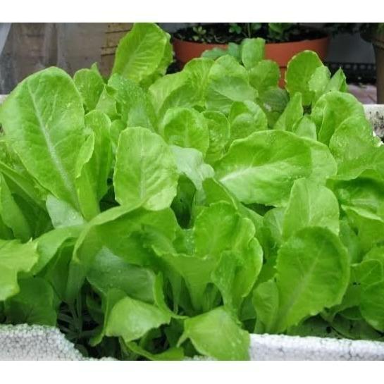 Hạt Giống Xà Lách Ăn Non Baby dể trồng f1- Gói 10GR-tặng kèm gói phân bón lót