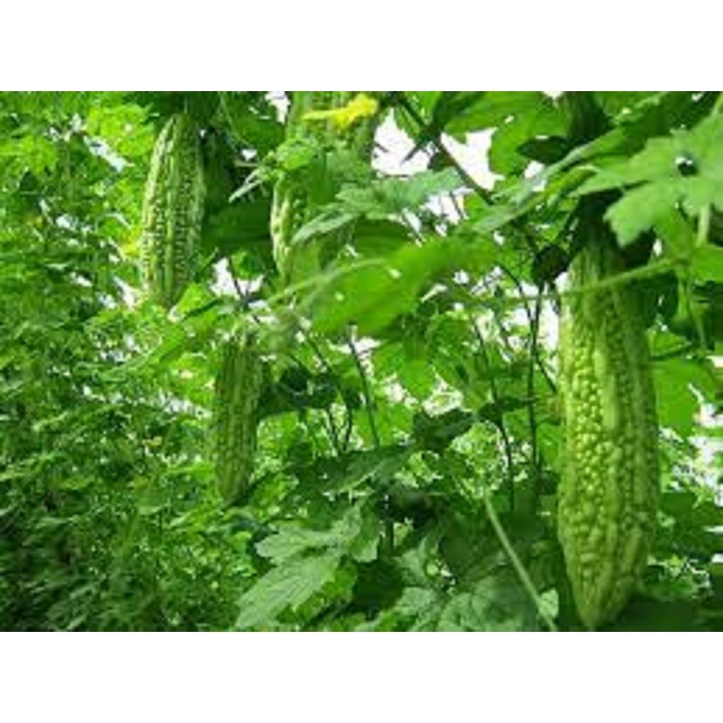 HẠT GIỐNG CÂY KHỔ QUA cao sản