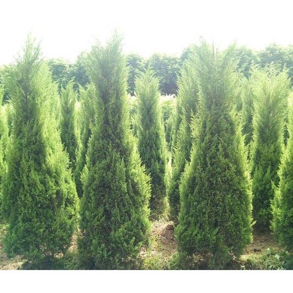 CÂY TÙNG THÁP LÙN BONSAI - cây size nhỏ