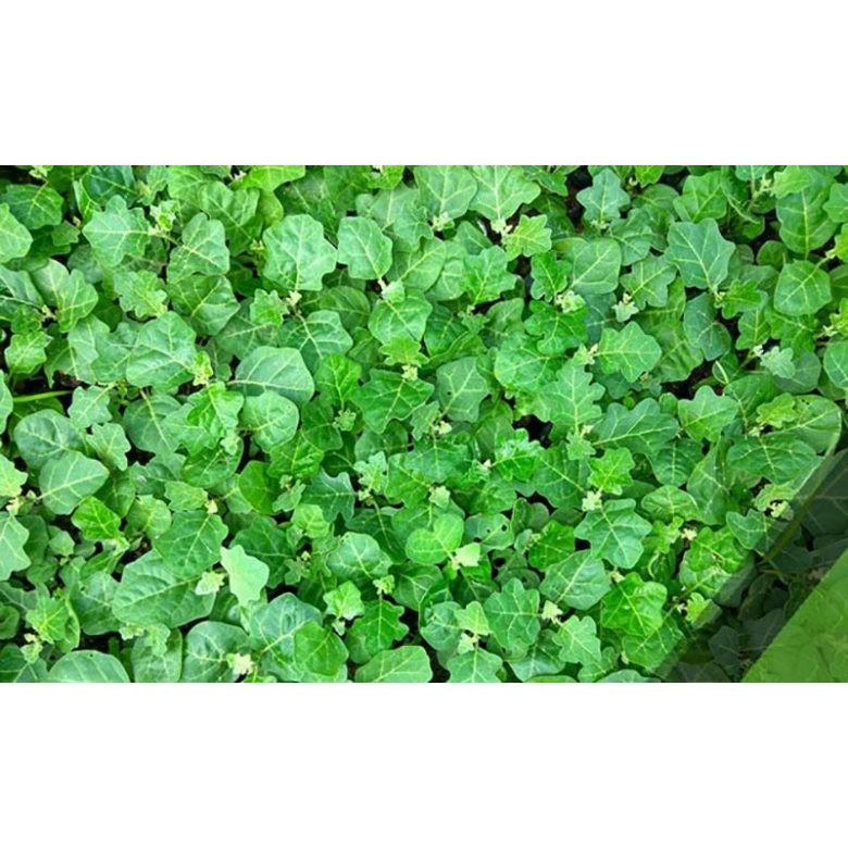 Cây GIỐNG CÀ GAI LEO - cây gửi đi nguyên bầu - MÁT GAN GIẢI ĐỘC
