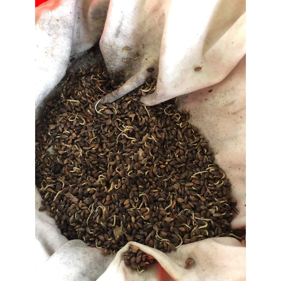 100gram hạt giống cây thông 2 lá