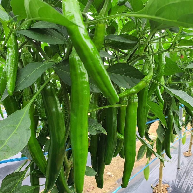Hạt giống ớt dưa chuột Hàn Quốc F1