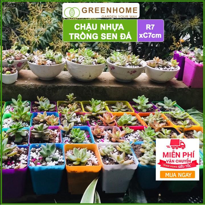 Bộ 5 Chậu nhựa trồng sen đá ,xương rồng, 7x7cm, màu sắc hiện đại