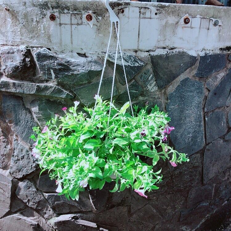 Chậu Hoa Dạ Yến Thảo