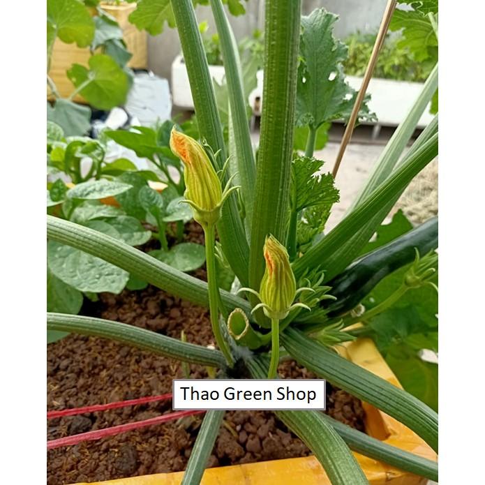 Hạt giống bí ngòi xanh đậm F1 siêu to