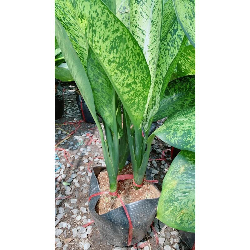 Cây Tỷ Phú Lớn