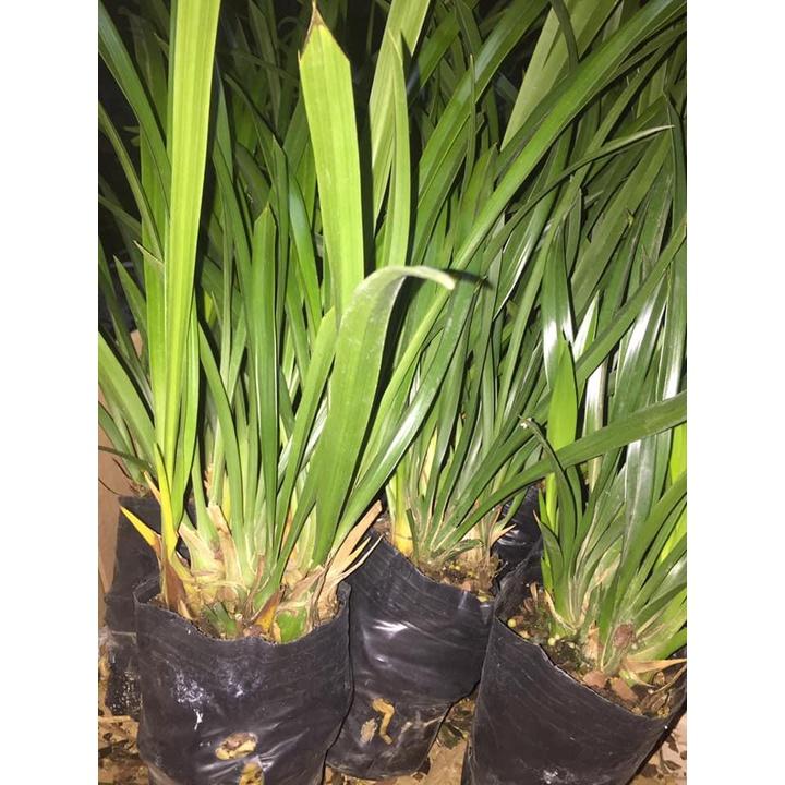 Đia lan hương cát cát cực thơm, hàng hoa tết, gửi nguyên chậu đi, hàng to đẹp - DLCCT