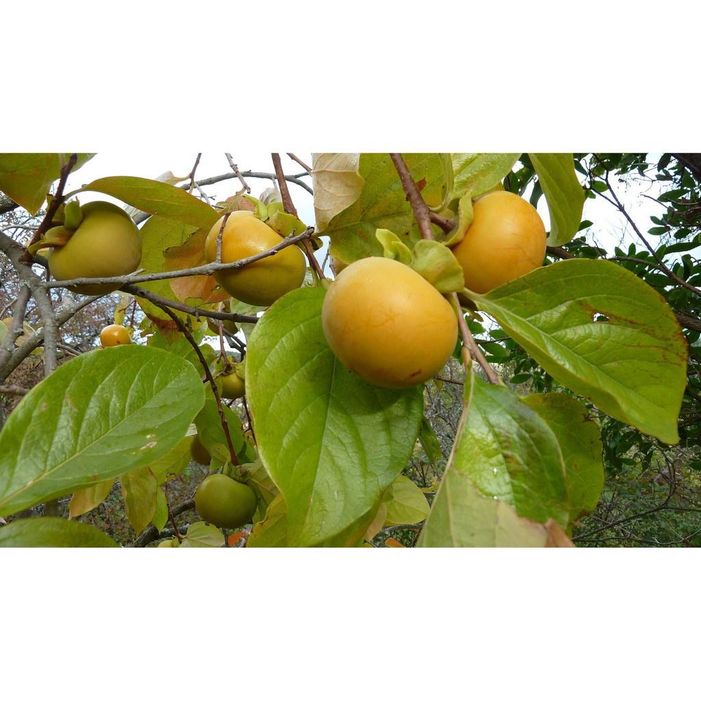 Cây giống hồng giòn cho quả ăn ngon