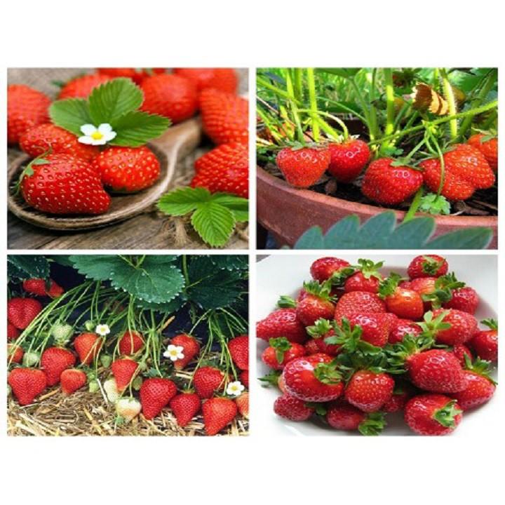 COMBO 10 CÂY GIỐNG DÂU TÂY HANA NHẬT QUẢ SIÊU NGỌT SAI TRÁI SIÊU CHỊU NHIỆT