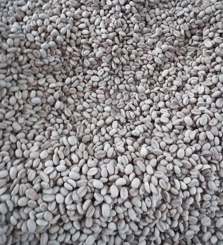 1 KG HẠT GIỐNG CÀ PHÊ VỐI LAI TRS1