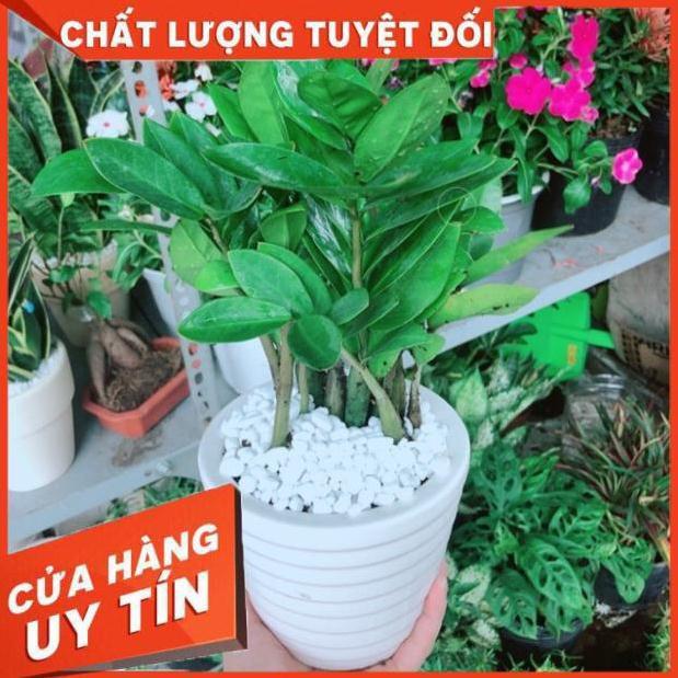 Chậu kim phát tài hay kim tiền
