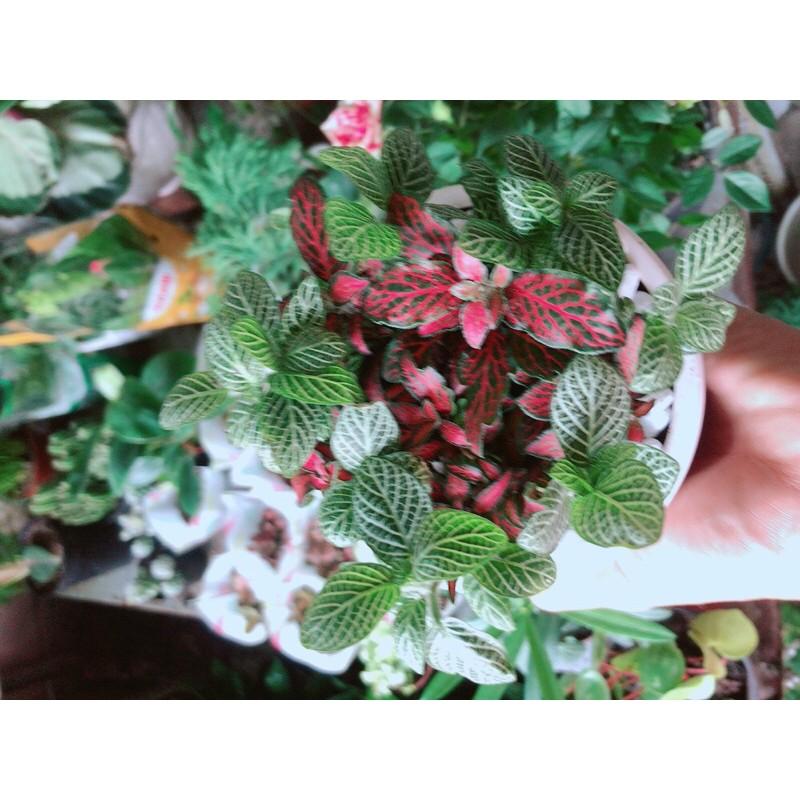 Chậu Cây Lá May Mắn