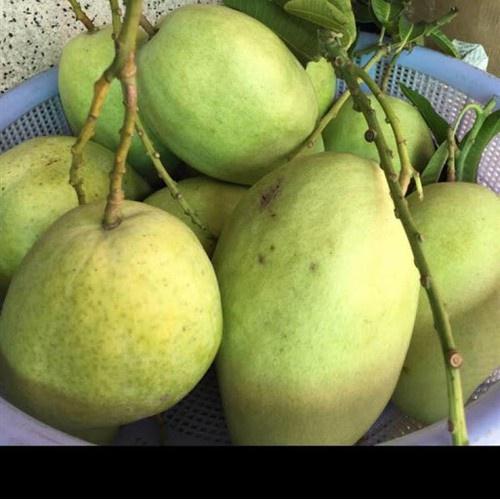 CÂY GIỐNG XOÀI TỨ QUÝ SIÊU QUẢ