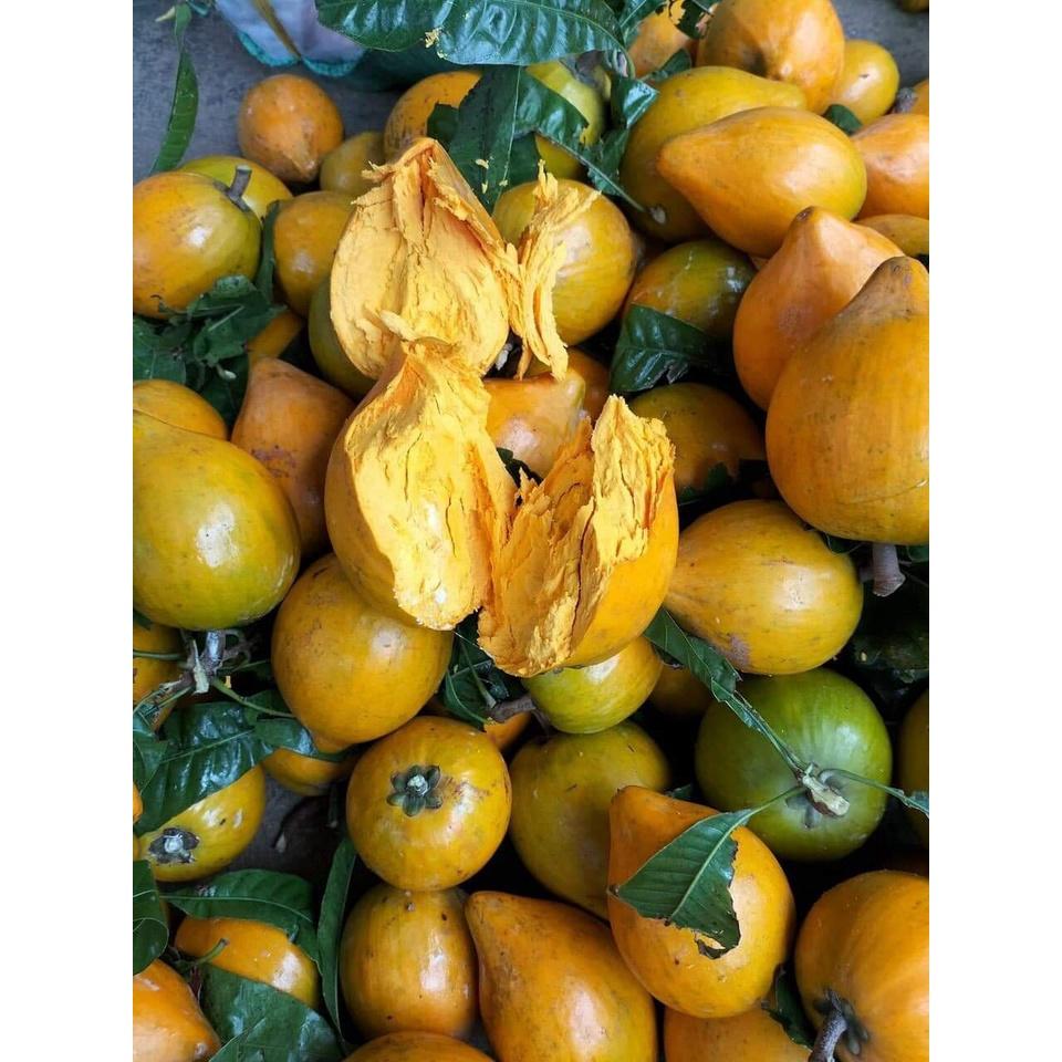 Cây Giống Lêkima chuẩn giống