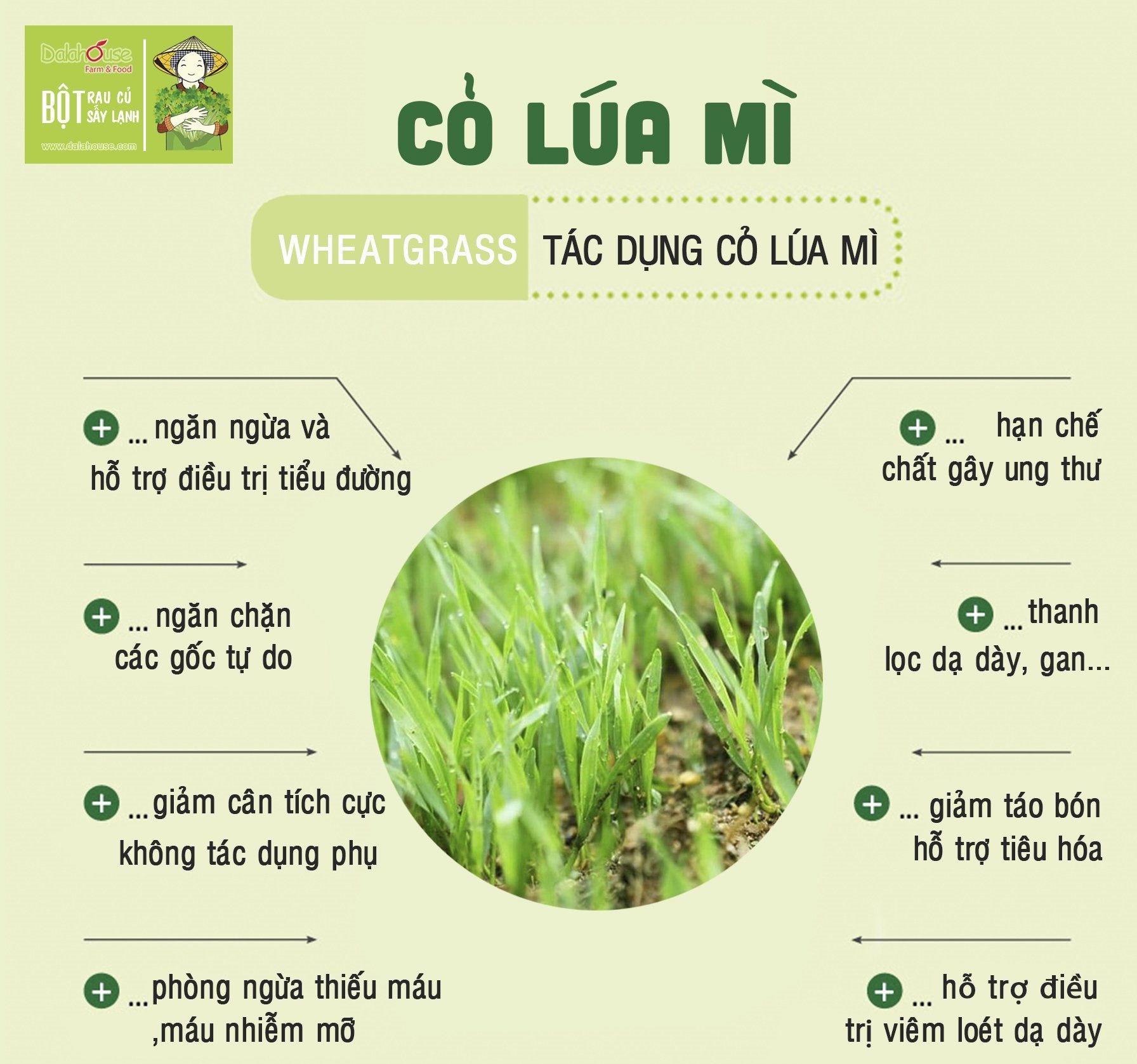 Bột cỏ lúa mì hữu cơ sấy lạnh DalaHouse - hộp 20 gói 3gr - 100% nguyên chất  (Wheatgrass powder)