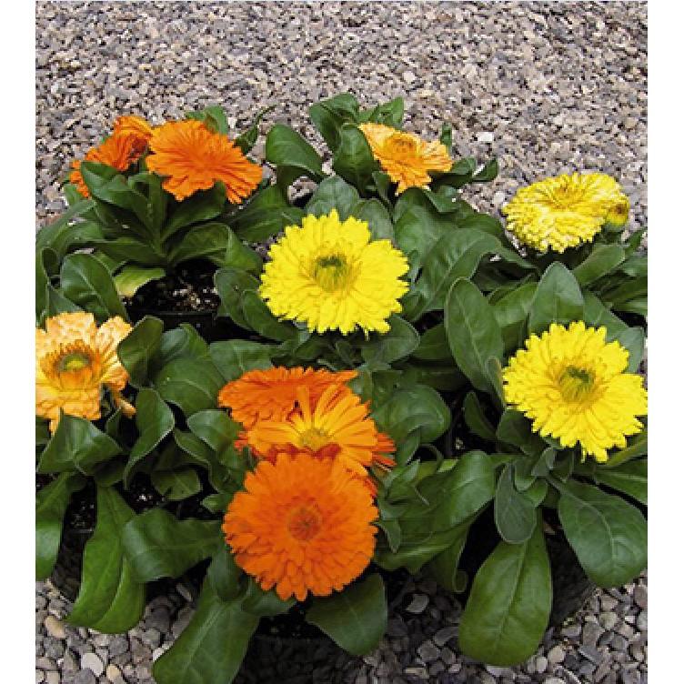 Hạt Giống Hoa Cúc SuSi Nhiều Màu - 50Hạt/gói