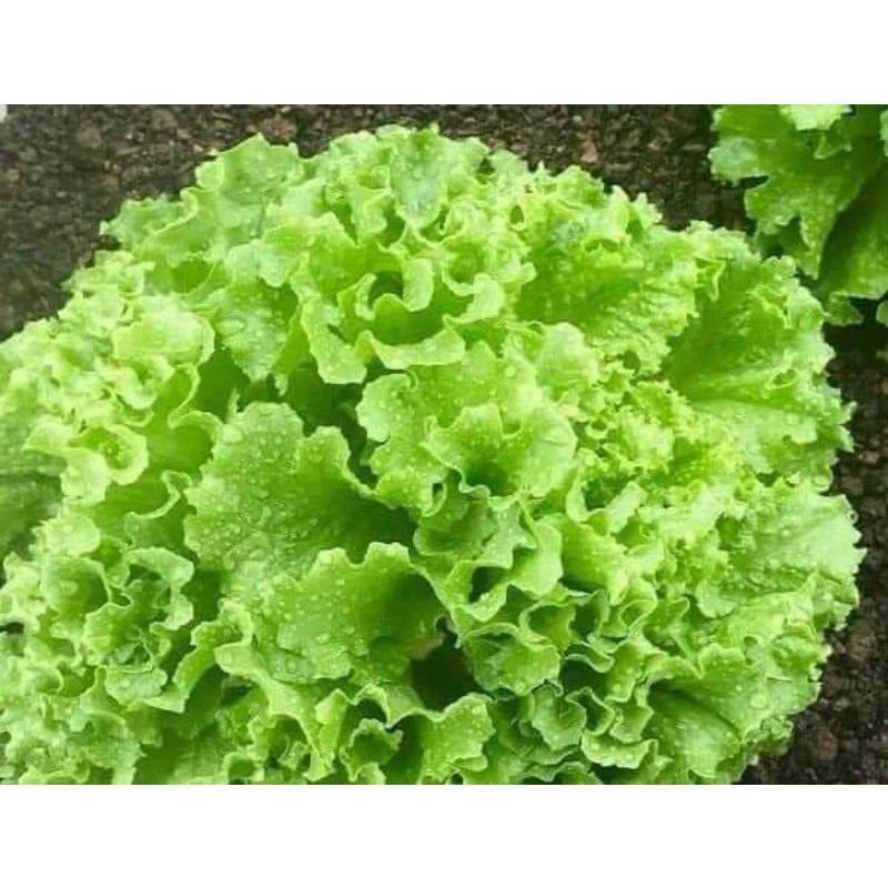 Hạt giống xà lách xoăn
