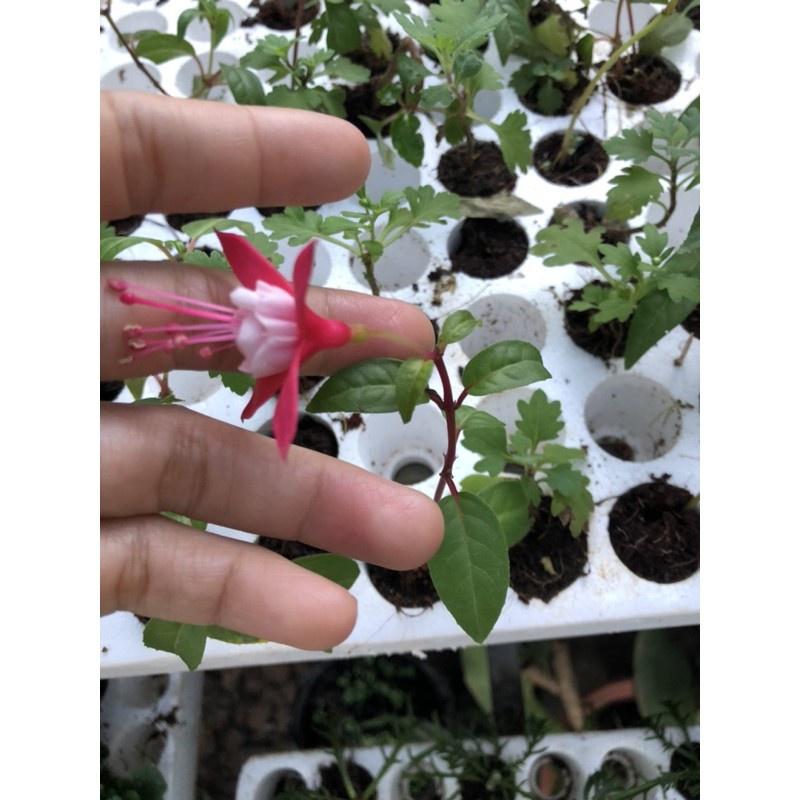 Cây giống hoa lồng đèn