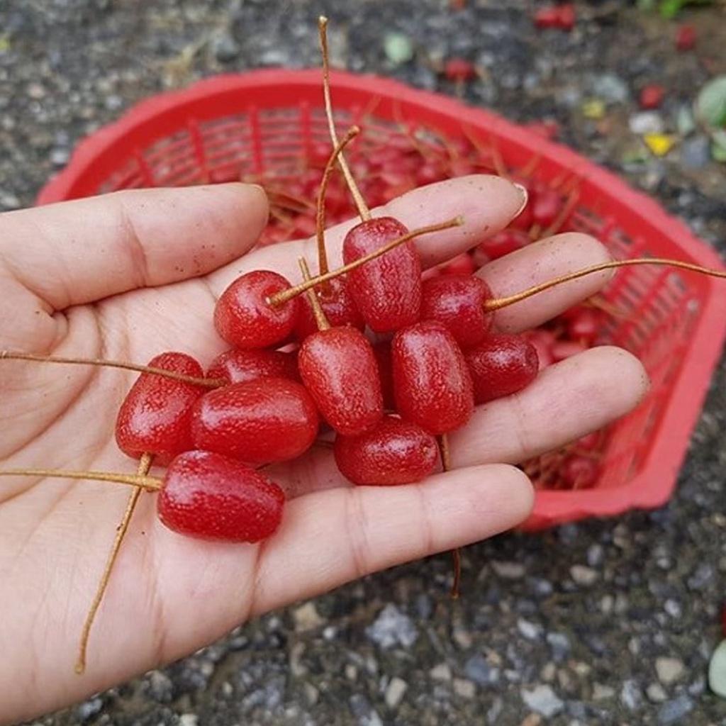 CÂY GIỐNG NHÓT NGỌT 1 năm tuổi. *