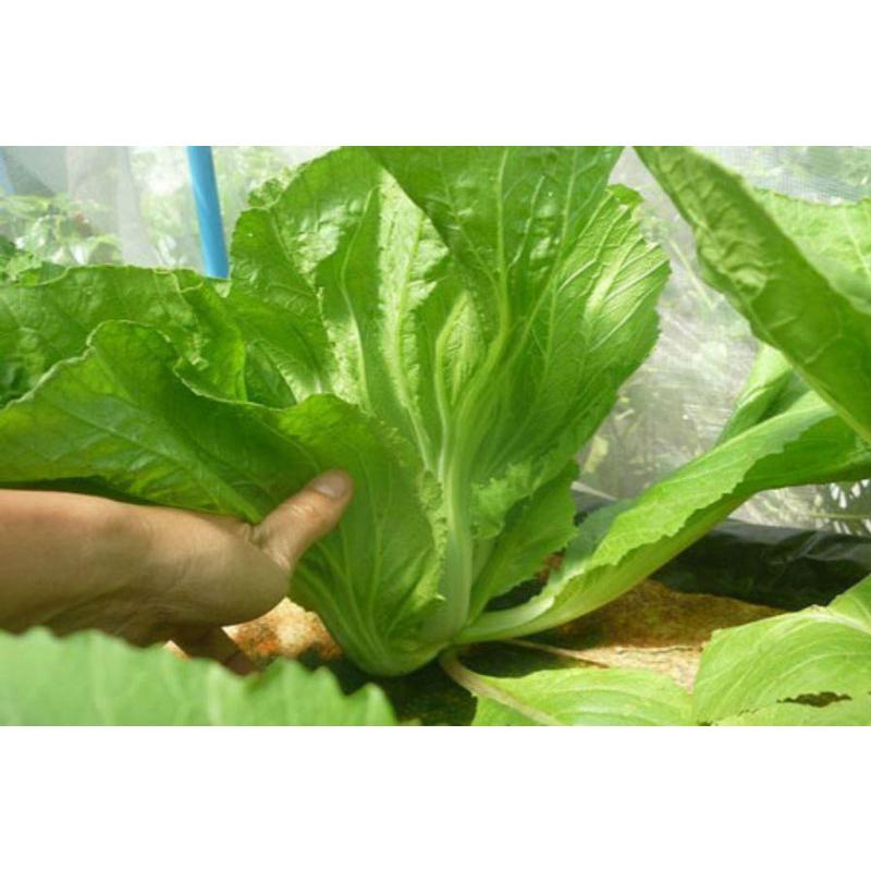 Hạt Giống Rau Cải Bẹ Dưa -