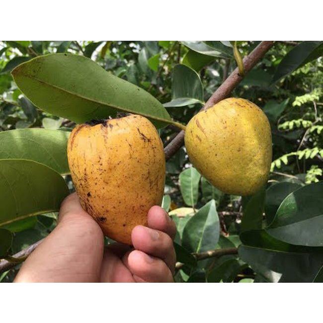 Hạt Giống Bình Bát Cây - Bình Bát Vàng DPT - gói 10 hạt
