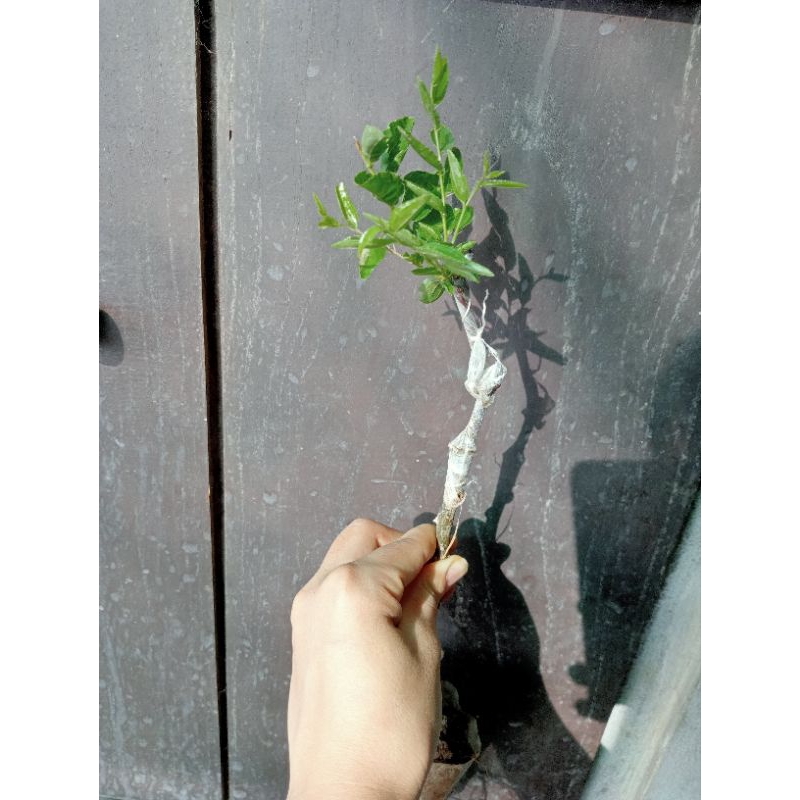 Cây giống Hồng táo - Táo đỏ Tân Cương Tiger tooth