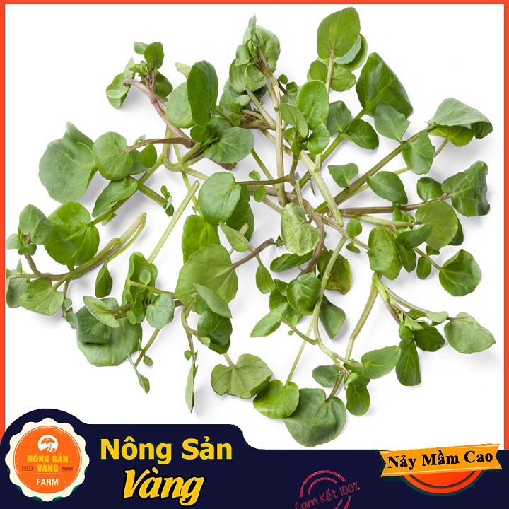 Hạt giống Xà Lách Xoong - Nông Sản Vàng