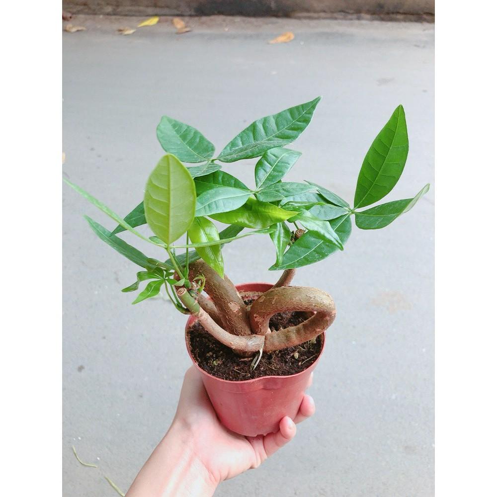 Chậu kim ngân nơ