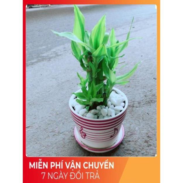 Chậu Trúc Phát Tài