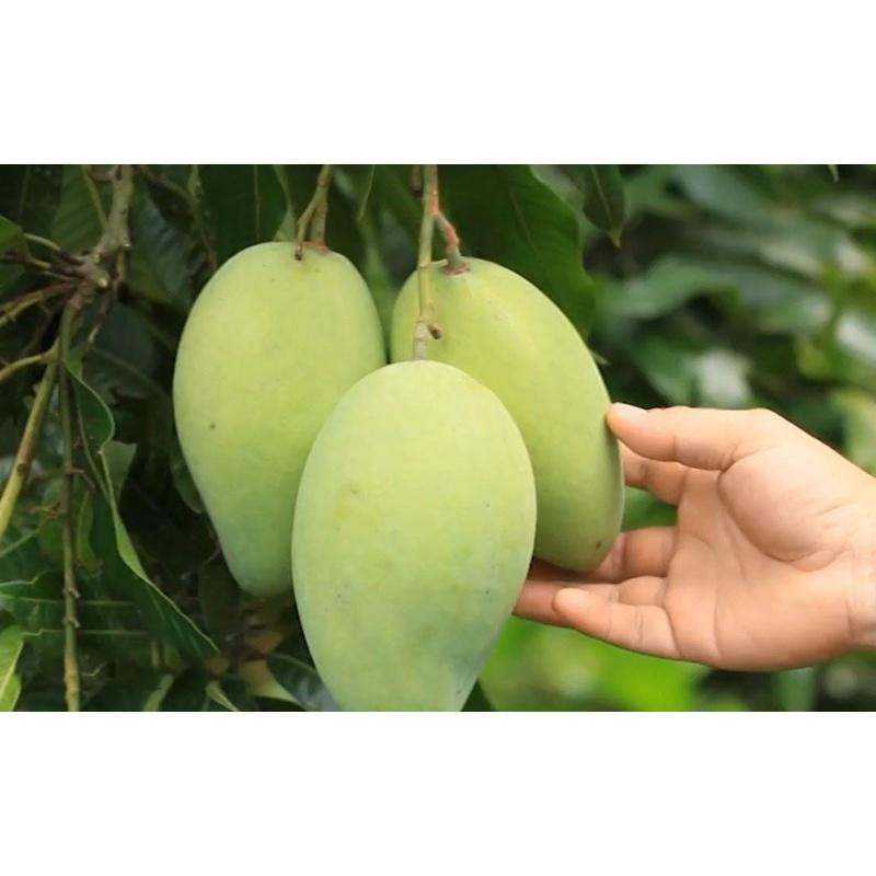 Cây giống Xoài Cát Hòa Lộc.