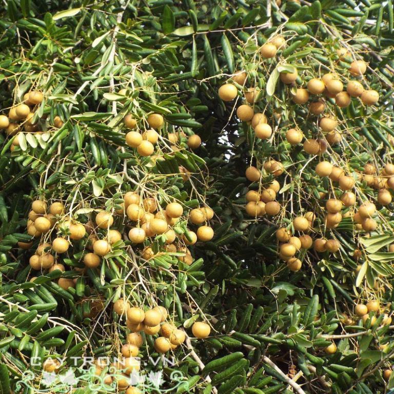 2 CÂY GIỐNG NHÃN SIÊU TRÁI