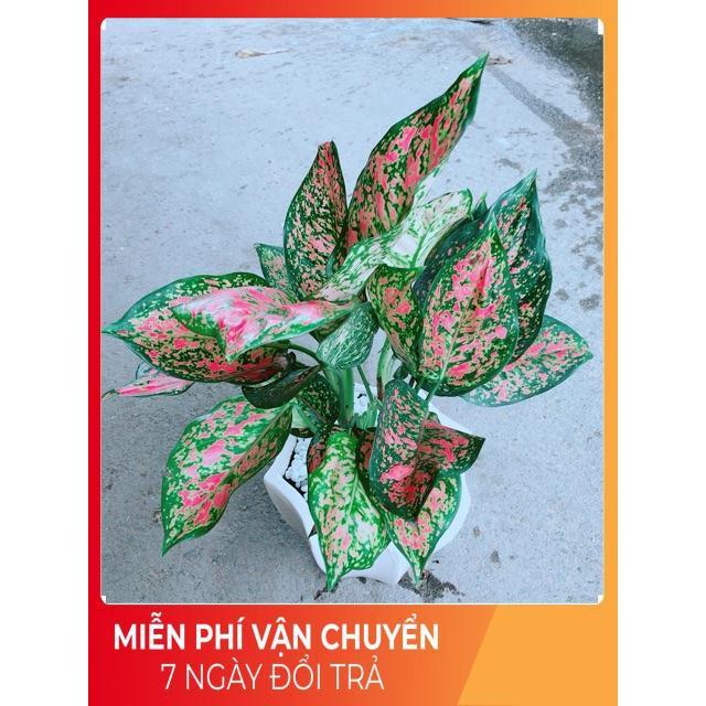 Chậu Vạn Lộc