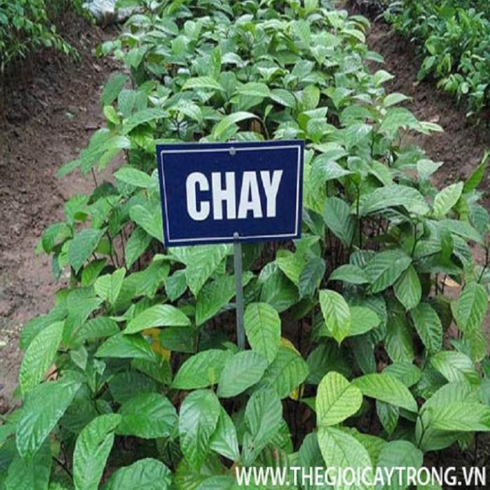 cây chay giống siêu quả