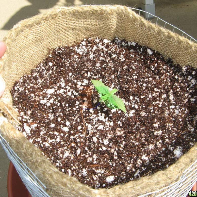 Sỏi Trang Trí, Đá Perlite, Đá Xốp Siêu Nhẹ, Đá trân châu Lavamix, Sỏi Trắng