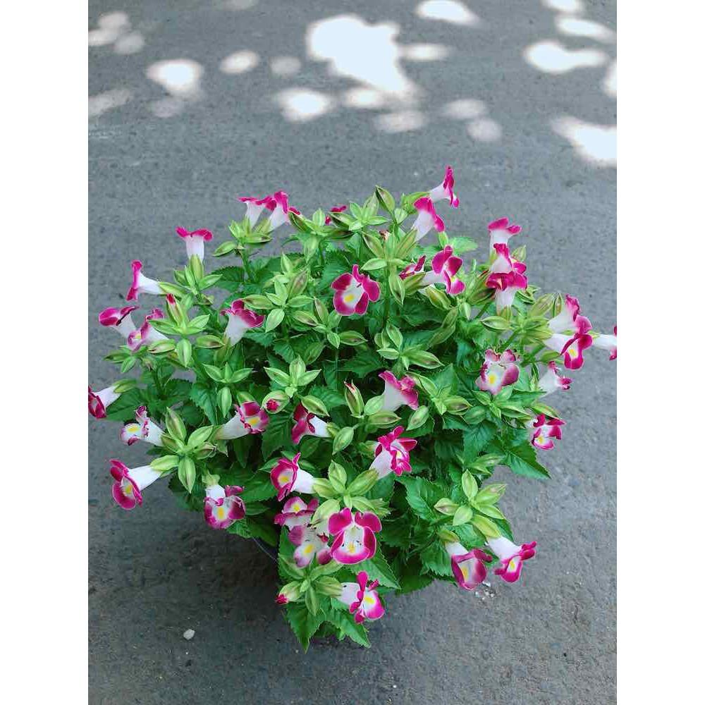 Chậu hoa ban sê Bán Chạy