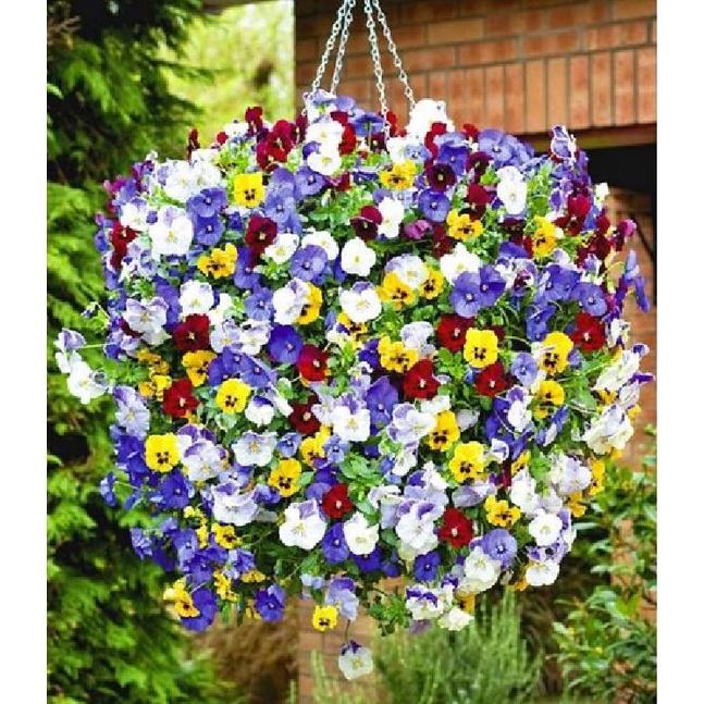 Hạt giống hoa pansy hoa cánh đơn nhiều màu - Gói 50 hạt